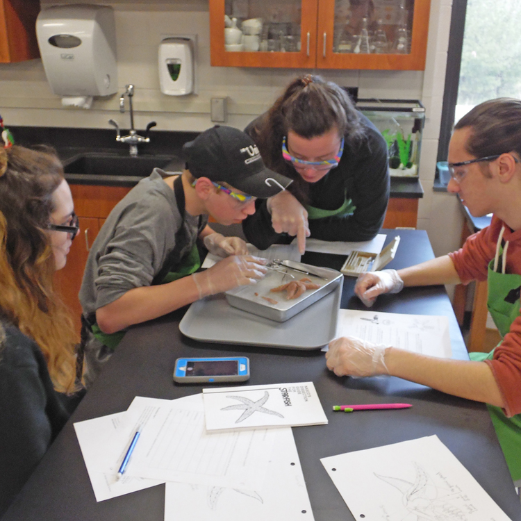 Featured image of article: Students Dissect Starfish In Science Class