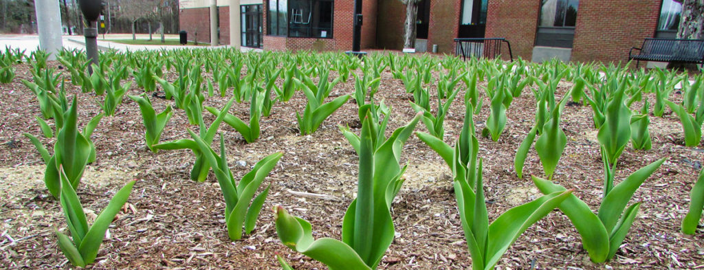 Featured image of article: Yellow Tulip Project Heralds Verdant Spring