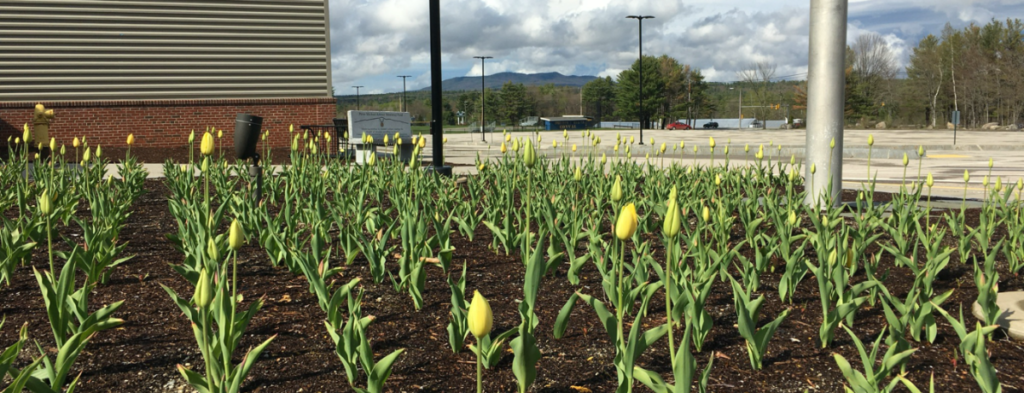 Featured image of article: Yellow Tulip Hope Garden