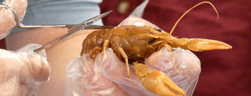 Featured image of article: Crayfish Dissection In Biology Class