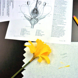 Featured image of article: Students Dissect Flowers In AP Biology To Examine Functions