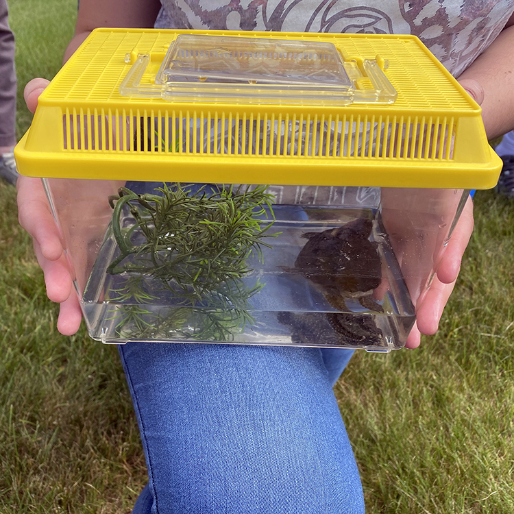 Featured image of article: Students Release Foster Turtles Back Into The Wild